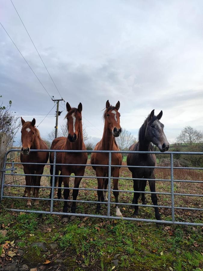 The Stable Springmount Accommodation Dromara 외부 사진